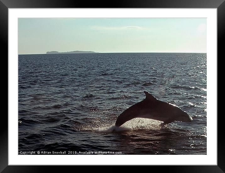 Dolphin in Loch Na Keal, Mull Framed Mounted Print by Adrian Snowball