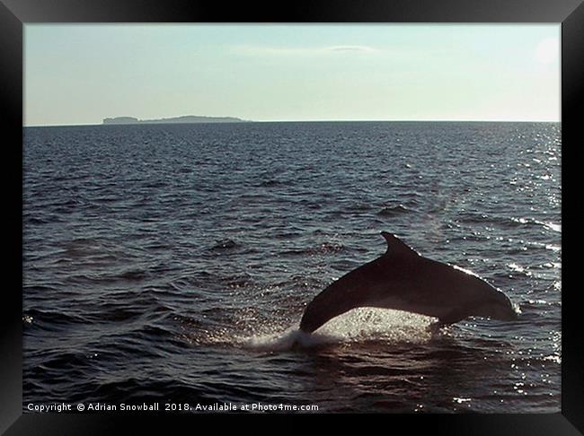 Dolphin in Loch Na Keal, Mull Framed Print by Adrian Snowball