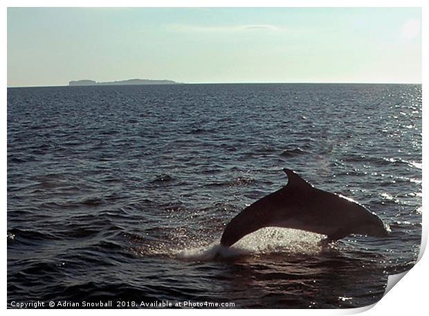 Dolphin in Loch Na Keal, Mull Print by Adrian Snowball