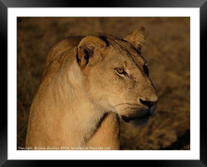 Lioness at sunrise Framed Mounted Print by steve akerman