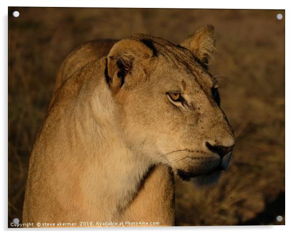 Lioness at sunrise Acrylic by steve akerman