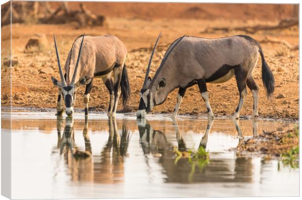 Oryx antelope drinking at the waterhole Canvas Print by Childa Santrucek