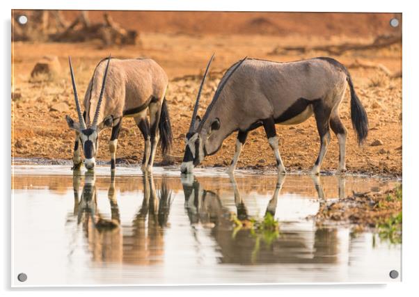 Oryx antelope drinking at the waterhole Acrylic by Childa Santrucek