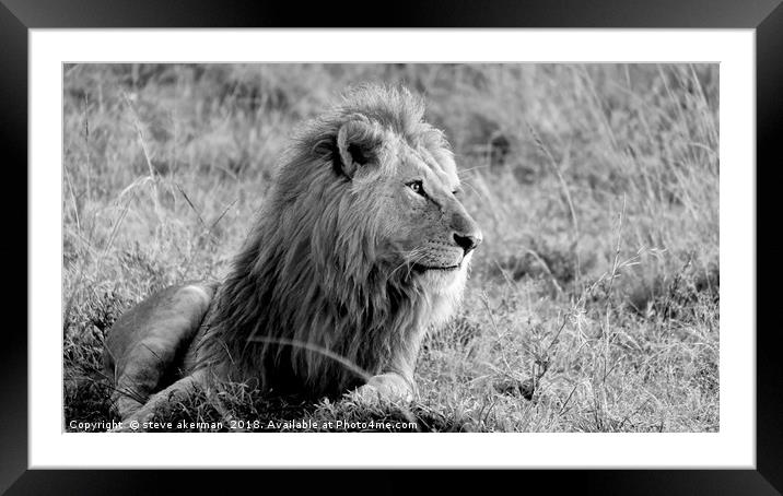       Lion at sunrise Masai Mara.                  Framed Mounted Print by steve akerman