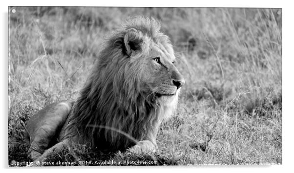      Lion at sunrise Masai Mara.                  Acrylic by steve akerman