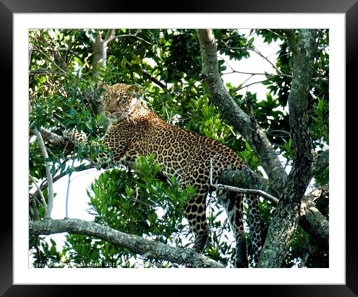  Leopard in a tree.                                Framed Mounted Print by steve akerman