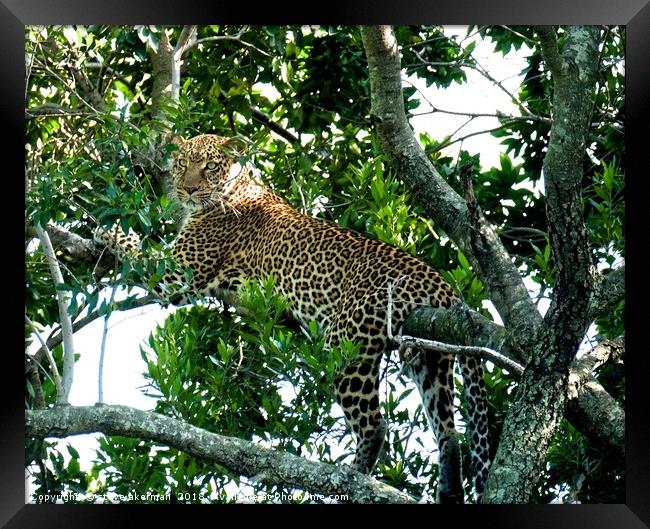  Leopard in a tree.                                Framed Print by steve akerman