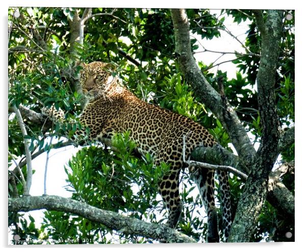  Leopard in a tree.                                Acrylic by steve akerman