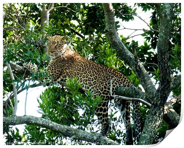  Leopard in a tree.                                Print by steve akerman