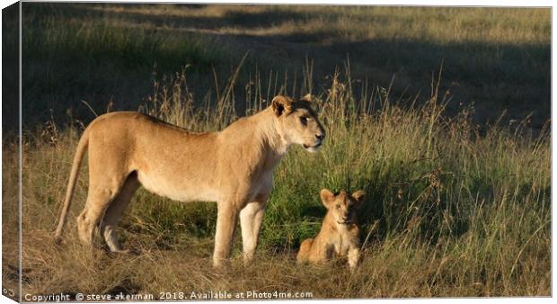  Lioness and cub at sunrise.                       Canvas Print by steve akerman