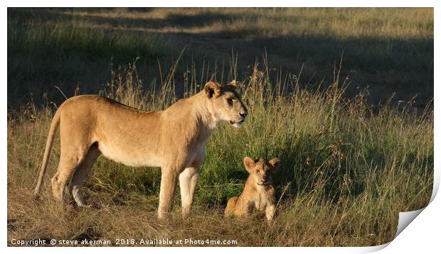  Lioness and cub at sunrise.                       Print by steve akerman