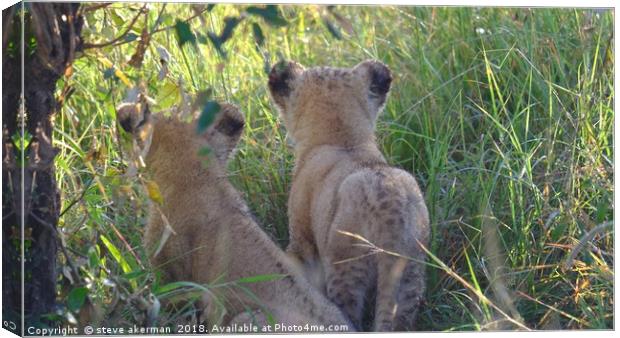   Twin Lion cubs observing.                        Canvas Print by steve akerman