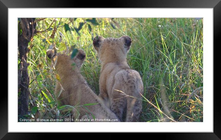   Twin Lion cubs observing.                        Framed Mounted Print by steve akerman