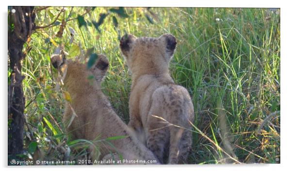   Twin Lion cubs observing.                        Acrylic by steve akerman