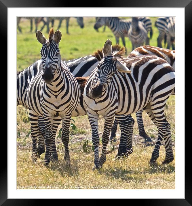      Zebra on the Masai Mara.                      Framed Mounted Print by steve akerman