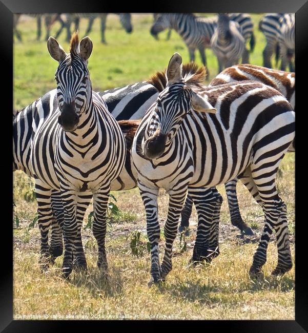      Zebra on the Masai Mara.                      Framed Print by steve akerman