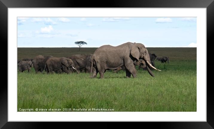       A herd of Elephants on the move in the Masai Framed Mounted Print by steve akerman