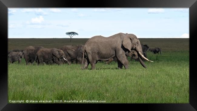       A herd of Elephants on the move in the Masai Framed Print by steve akerman