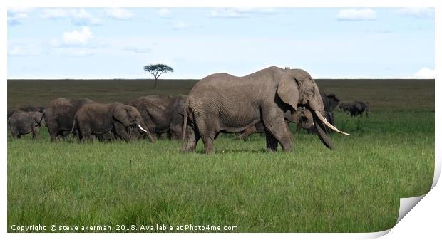       A herd of Elephants on the move in the Masai Print by steve akerman