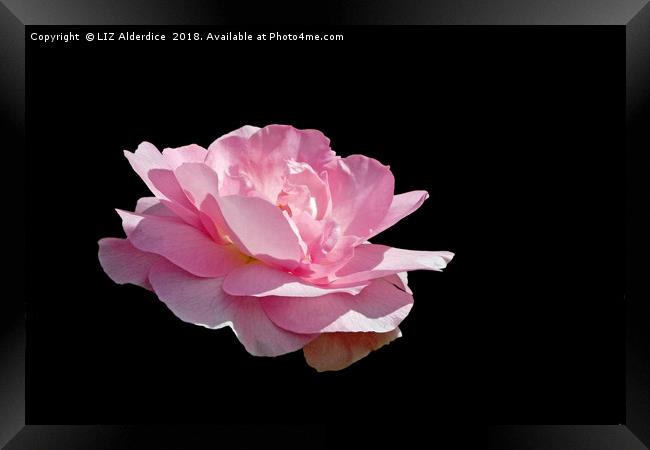 Pink Fragrance on Black Framed Print by LIZ Alderdice
