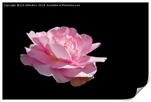 Pink Fragrance on Black Print by LIZ Alderdice