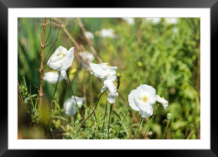     Wild white poppys in a flower bed.             Framed Mounted Print by Alan Glicksman