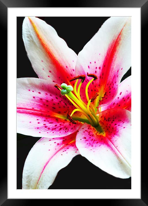The Lily Framed Mounted Print by stephen walton
