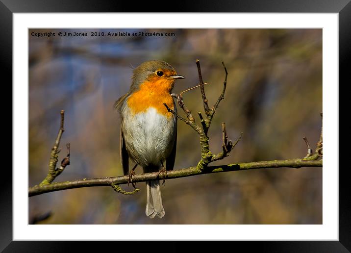 Robin branching out! Framed Mounted Print by Jim Jones