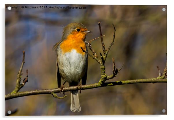 Robin branching out! Acrylic by Jim Jones