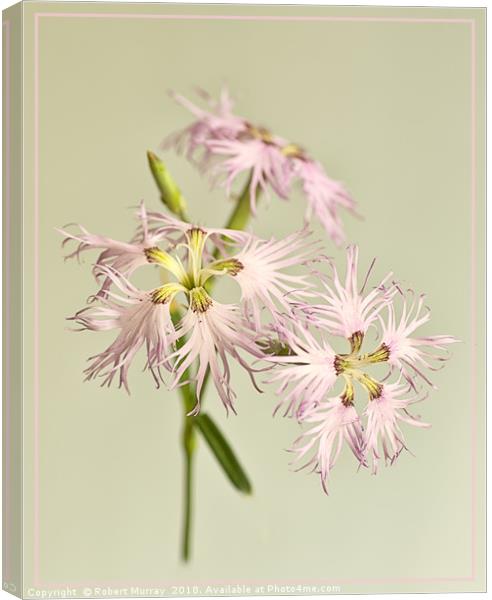 Frilly Dianthus Canvas Print by Robert Murray