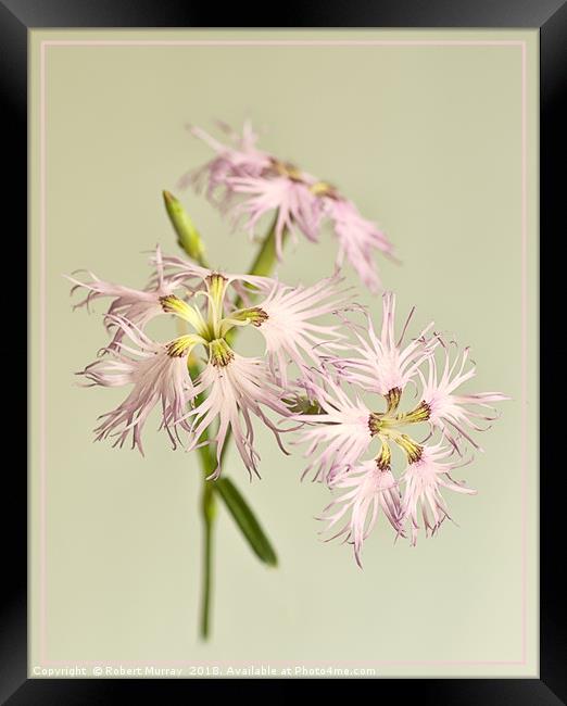 Frilly Dianthus Framed Print by Robert Murray