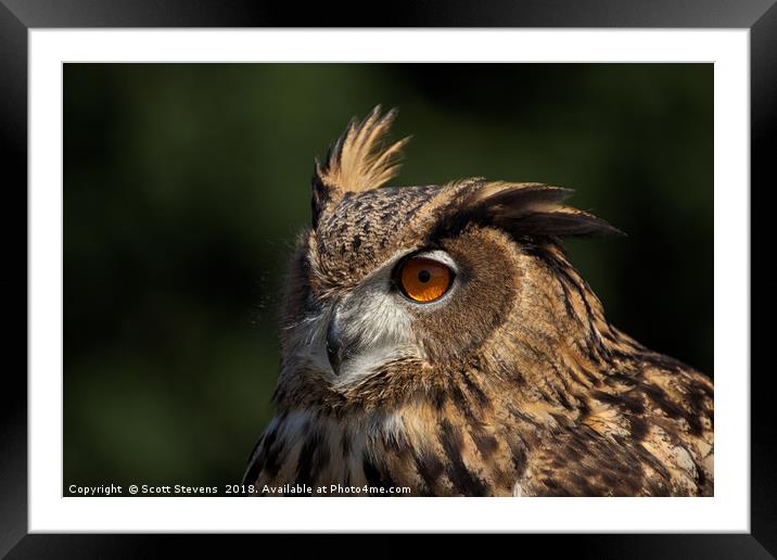 Eurasian Eagle Owl Framed Mounted Print by Scott Stevens