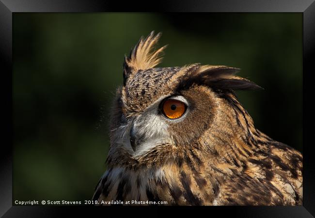 Eurasian Eagle Owl Framed Print by Scott Stevens