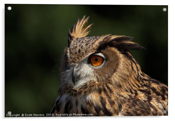 Eurasian Eagle Owl Acrylic by Scott Stevens