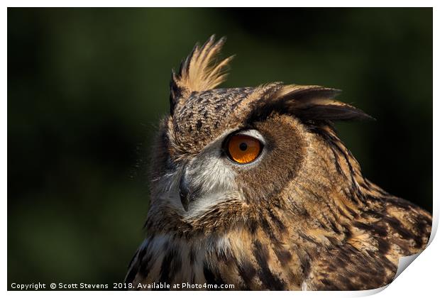 Eurasian Eagle Owl Print by Scott Stevens