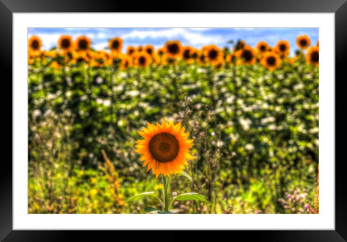 The Lonesome Sunflower Framed Mounted Print by David Pyatt