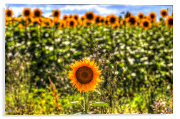 The Lonesome Sunflower Acrylic by David Pyatt
