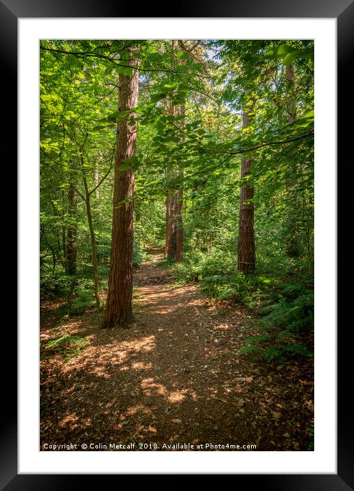 Dappled Light Framed Mounted Print by Colin Metcalf