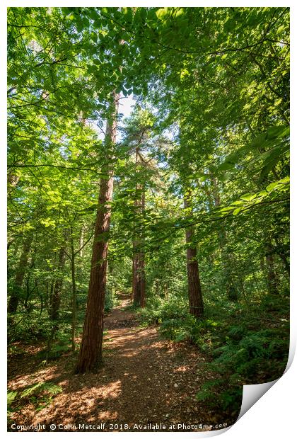 Sunlight on leaves. Print by Colin Metcalf