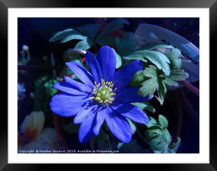 Windflower Framed Mounted Print by Heather Goodwin