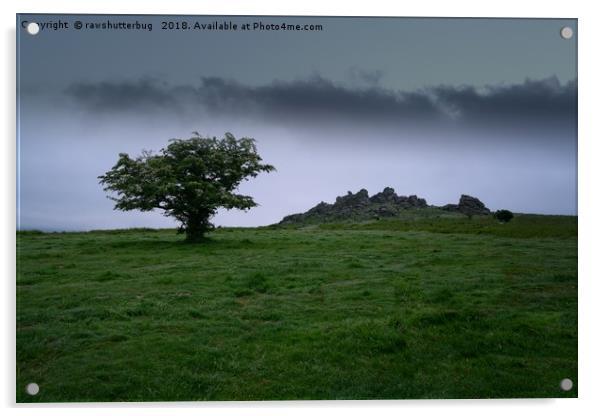 Single Tree At Hound Tor Acrylic by rawshutterbug 