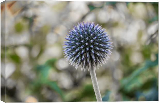 Globe Thistle 2 Canvas Print by Steve Purnell