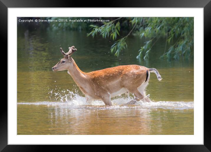 Fallow Deer Framed Mounted Print by Steve Morris