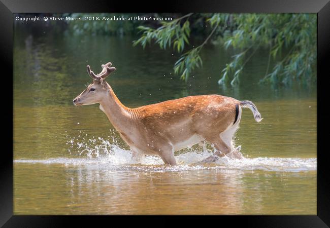 Fallow Deer Framed Print by Steve Morris