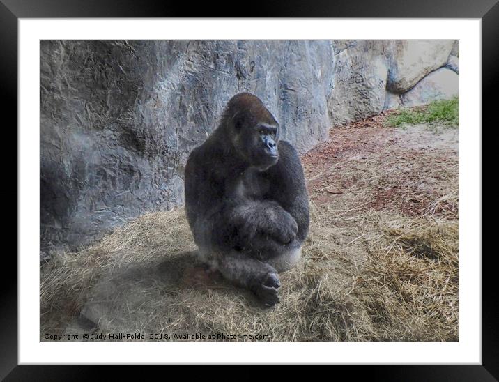 Gorilla Pose Framed Mounted Print by Judy Hall-Folde