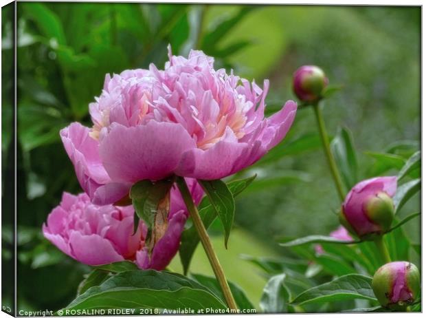 "Peony Delight" Canvas Print by ROS RIDLEY