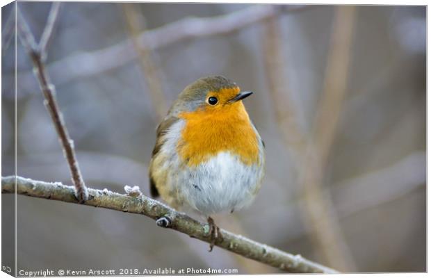 Robin on a frosty branch Canvas Print by Kevin Arscott