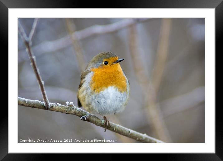 Robin on a frosty branch Framed Mounted Print by Kevin Arscott