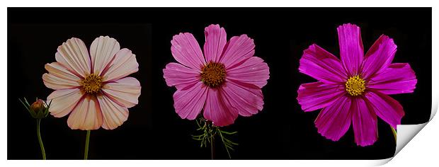 Three Cosmos blooms Print by Pete Hemington