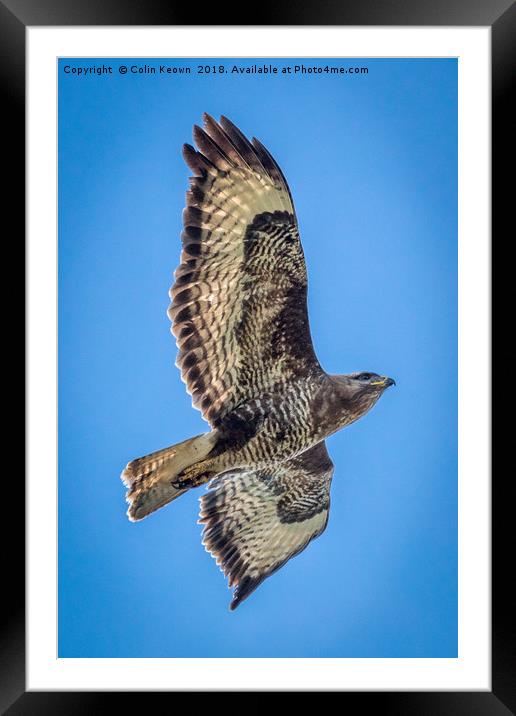 Buzzard Framed Mounted Print by Colin Keown